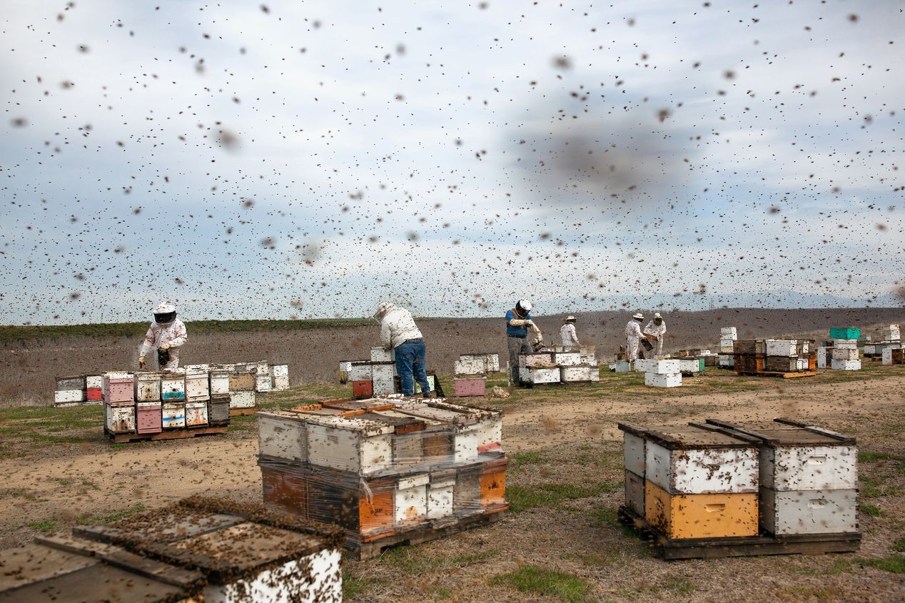 Beekeepers working on a beekeeping farm in Central Valley, California, Ilona Szwarc, Los Angeles editorial photographer. 