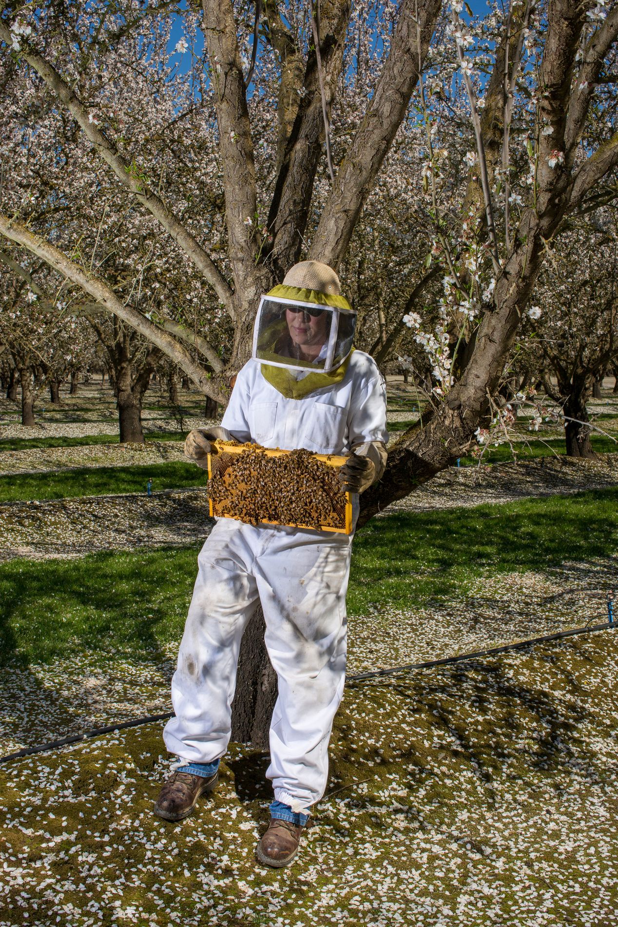 Beekeeper holding a beehive screen in Central Valley, California, Ilona Szwarc, Los Angeles, lifestyle photographer. . 