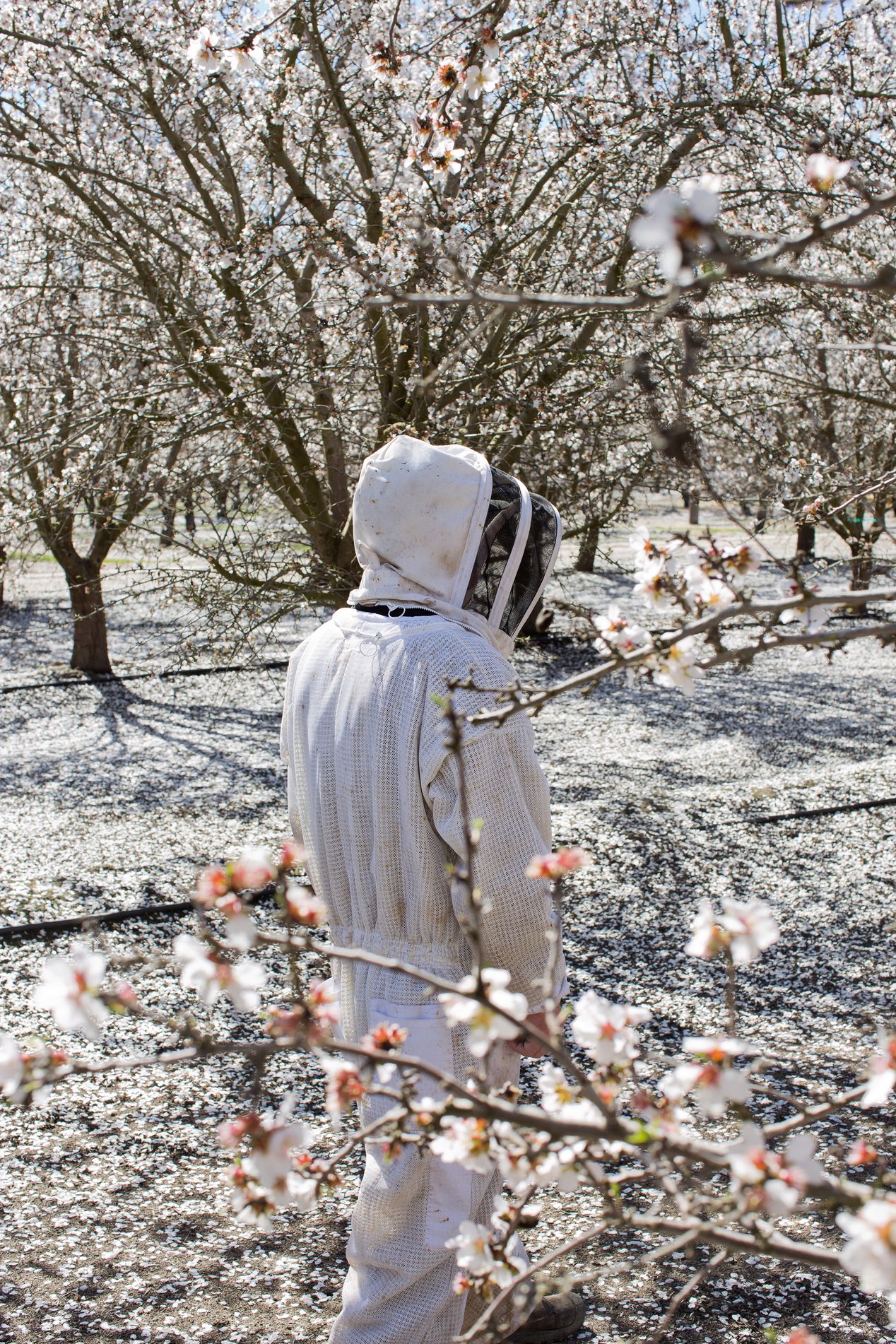 Beekeeper in a blooming almond orchard in Central Valley, California, Ilona Szwarc, Los Angeles editorial photographer. 