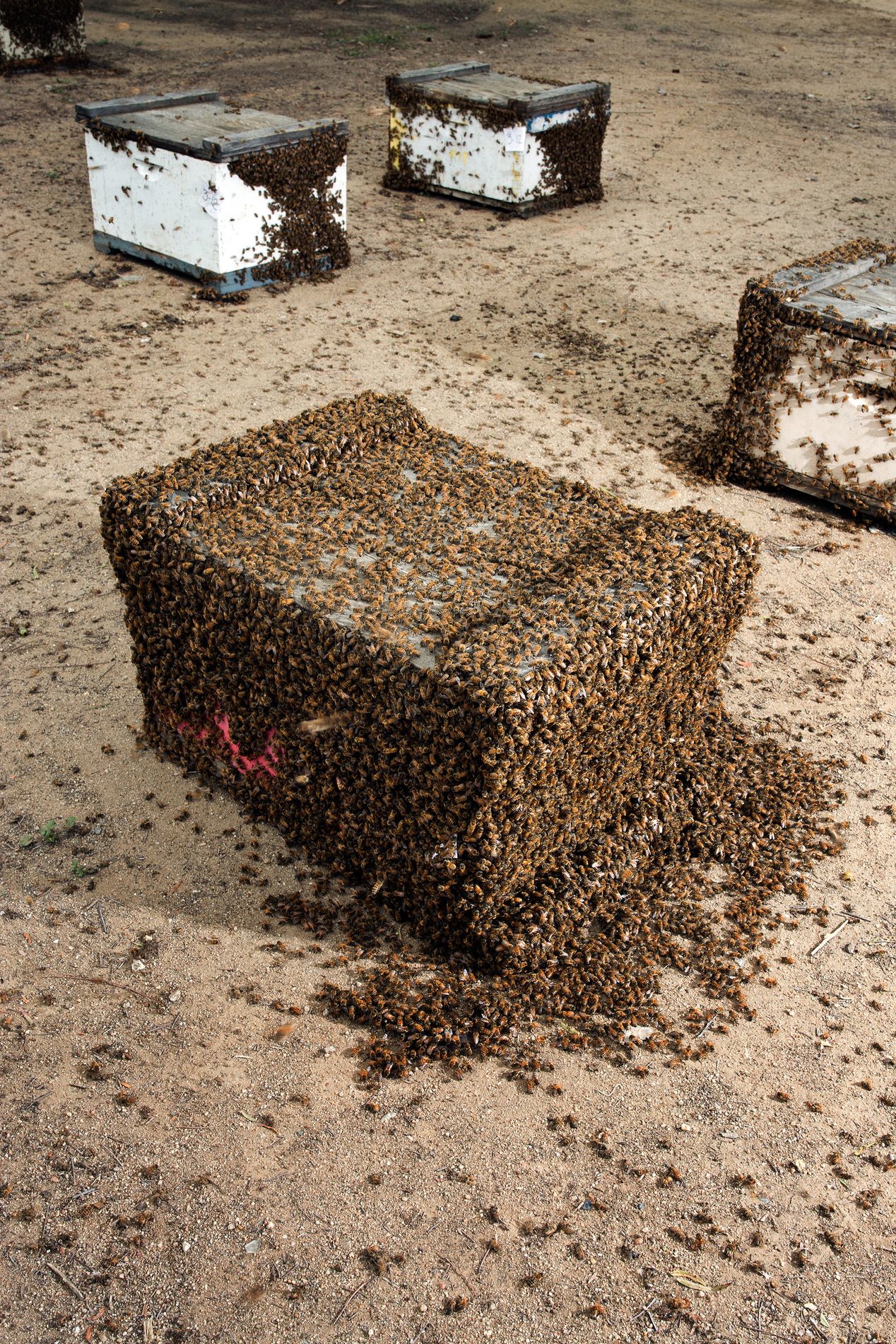 Beehive covered with bees in Central Valley, California, Ilona Szwarc, Los Angeles, editorial photographer. . 