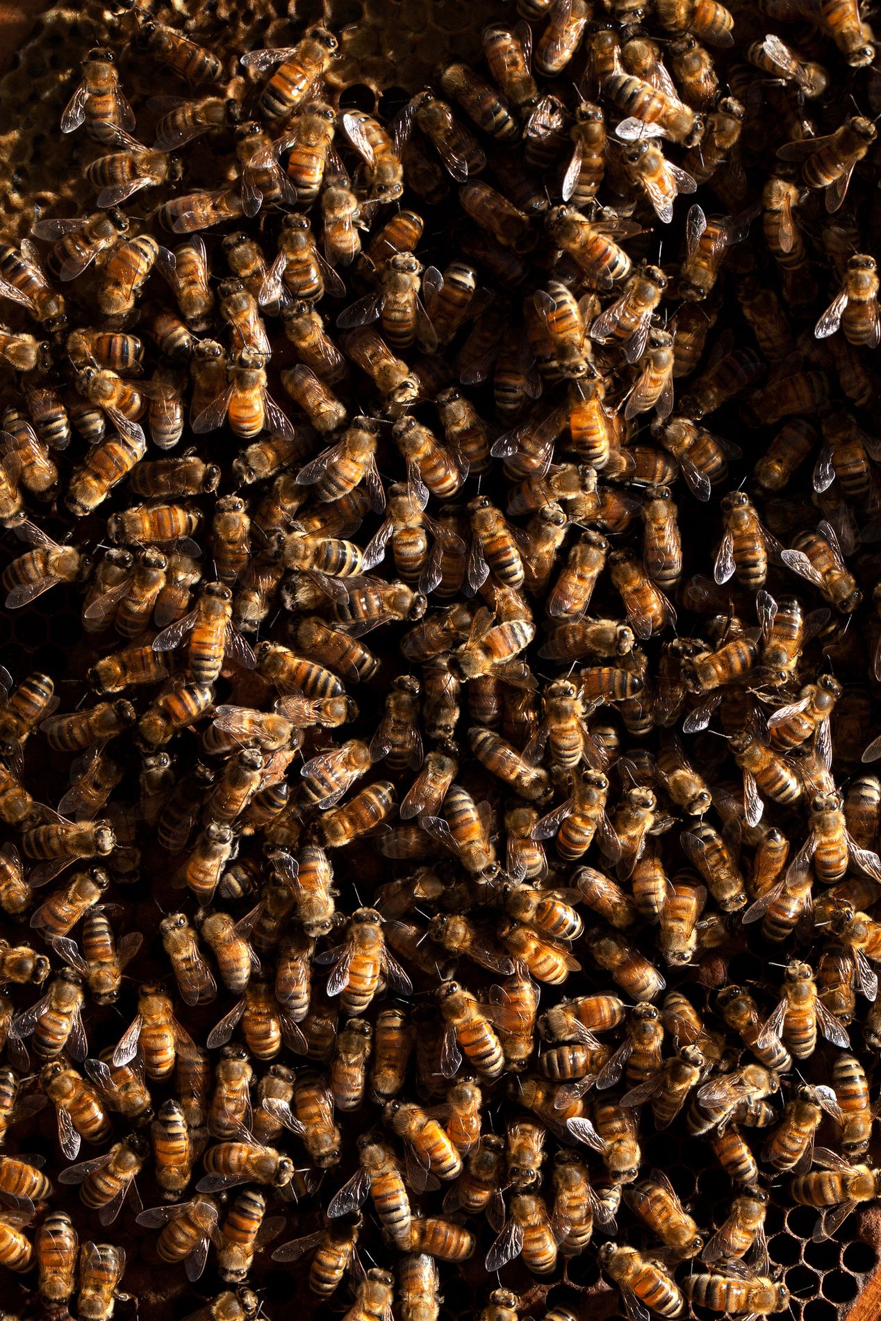 Closeup of bees in Central Valley, California, Ilona Szwarc, Los Angeles editorial photographer.