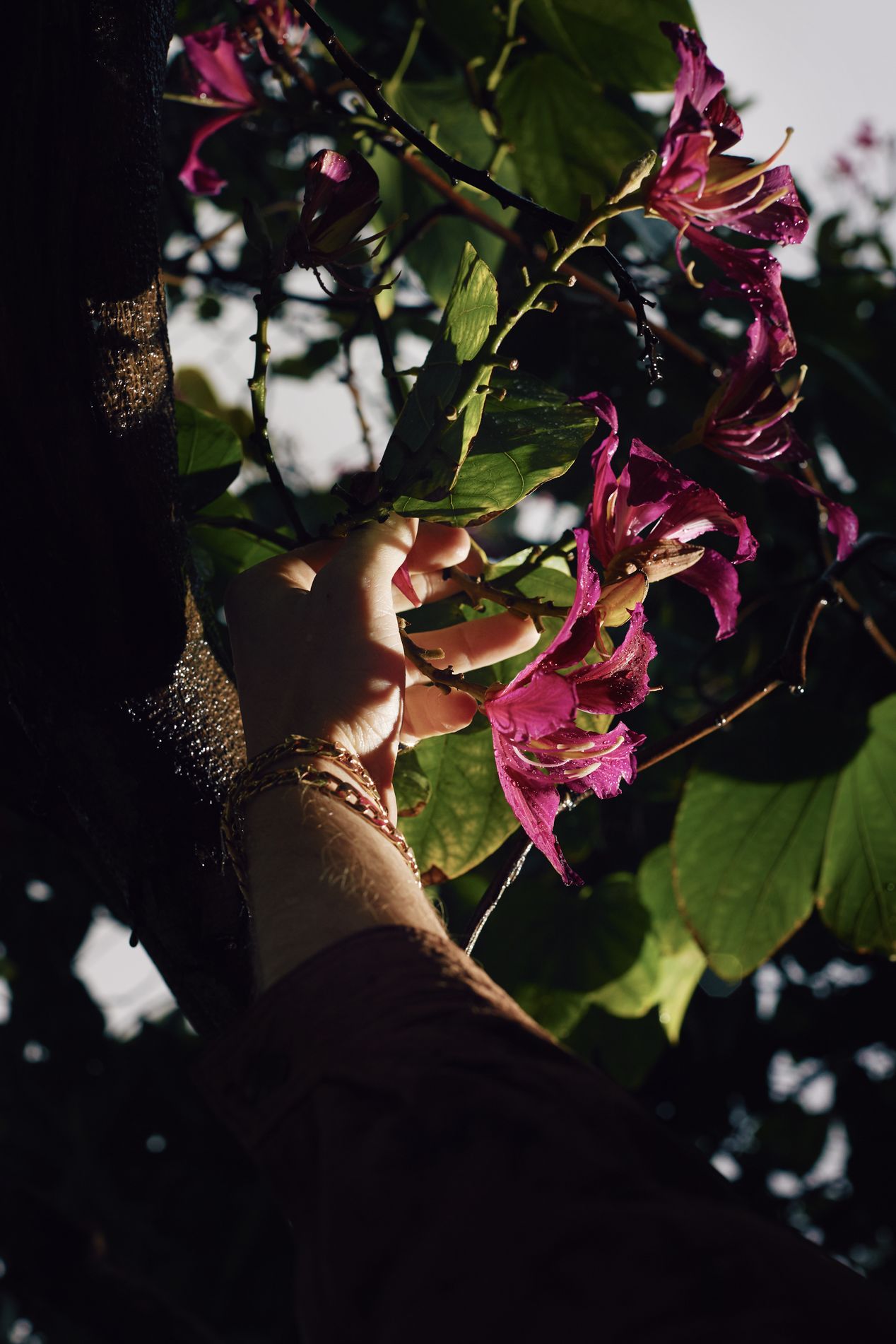 A hand reaching for a blooming pink flower, Ilona Szwarc, Los Angeles editorial photographer.