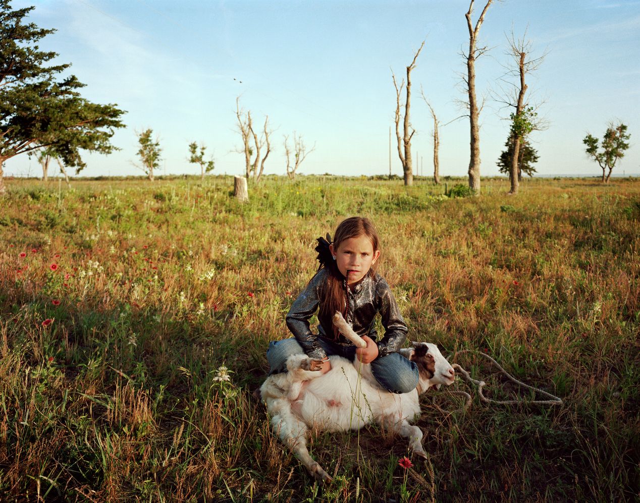 Young cowgirl holding a goat down, environmental portrait photography, Ilona Szwarc, contemporary Los Angeles artist.