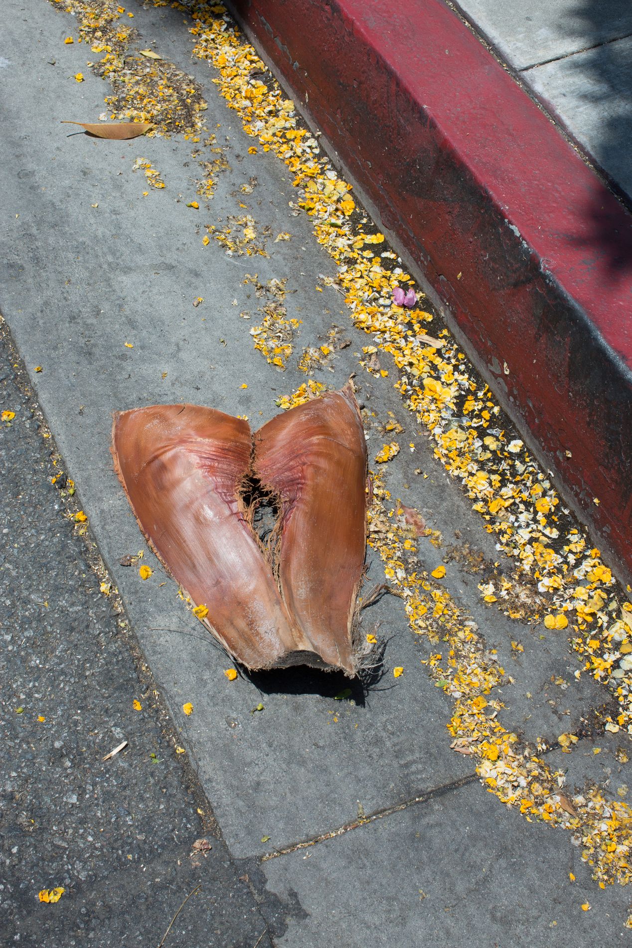 Fragment of a palm tree husk, editorial photography, Ilona Szwarc, Los Angeles.