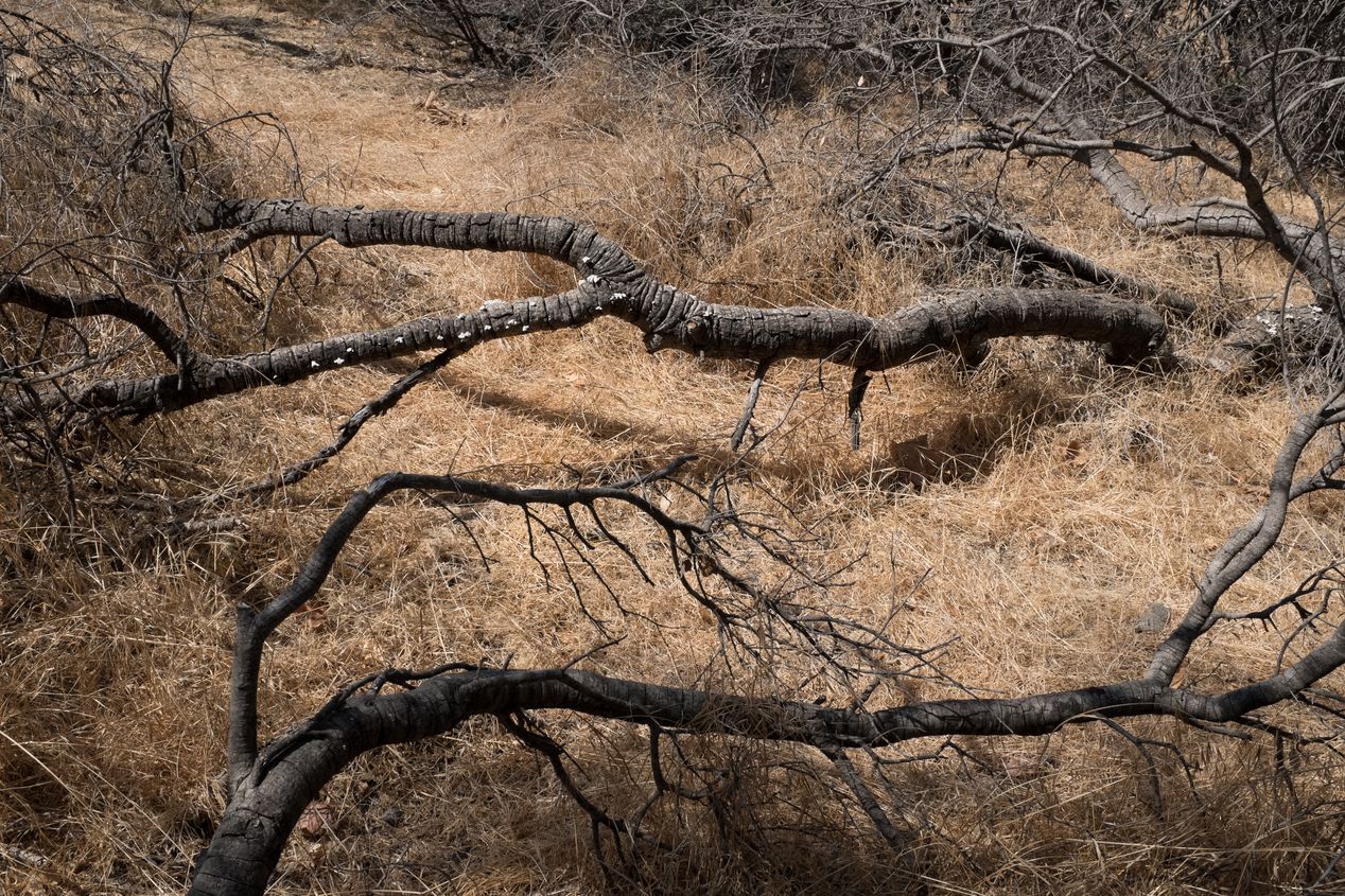 Tree trunks and weeds in Hollywood Hills, editorial photography, Ilona Szwarc, Los Angeles.